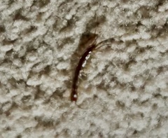 Scutigera coleoptrata