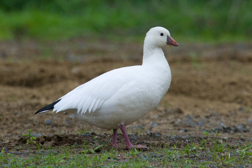Ross's Goose, photo 6 of 10