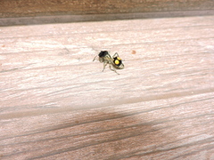 Hoplomutilla spinosa