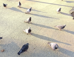 Columba livia domestica