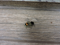 Hoplomutilla spinosa