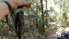 Ternstroemia