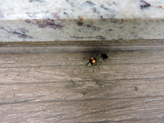 Hoplomutilla spinosa