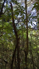 Ternstroemia