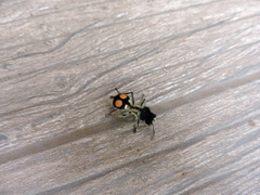 Hoplomutilla spinosa