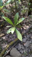 Ternstroemia