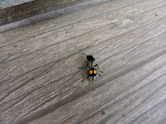 Hoplomutilla spinosa