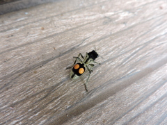 Hoplomutilla spinosa