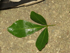 Searsia lucida lucida