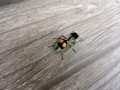 Hoplomutilla spinosa