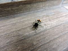 Hoplomutilla spinosa