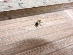 Hoplomutilla spinosa