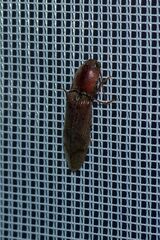 Stenagostus rhombeus