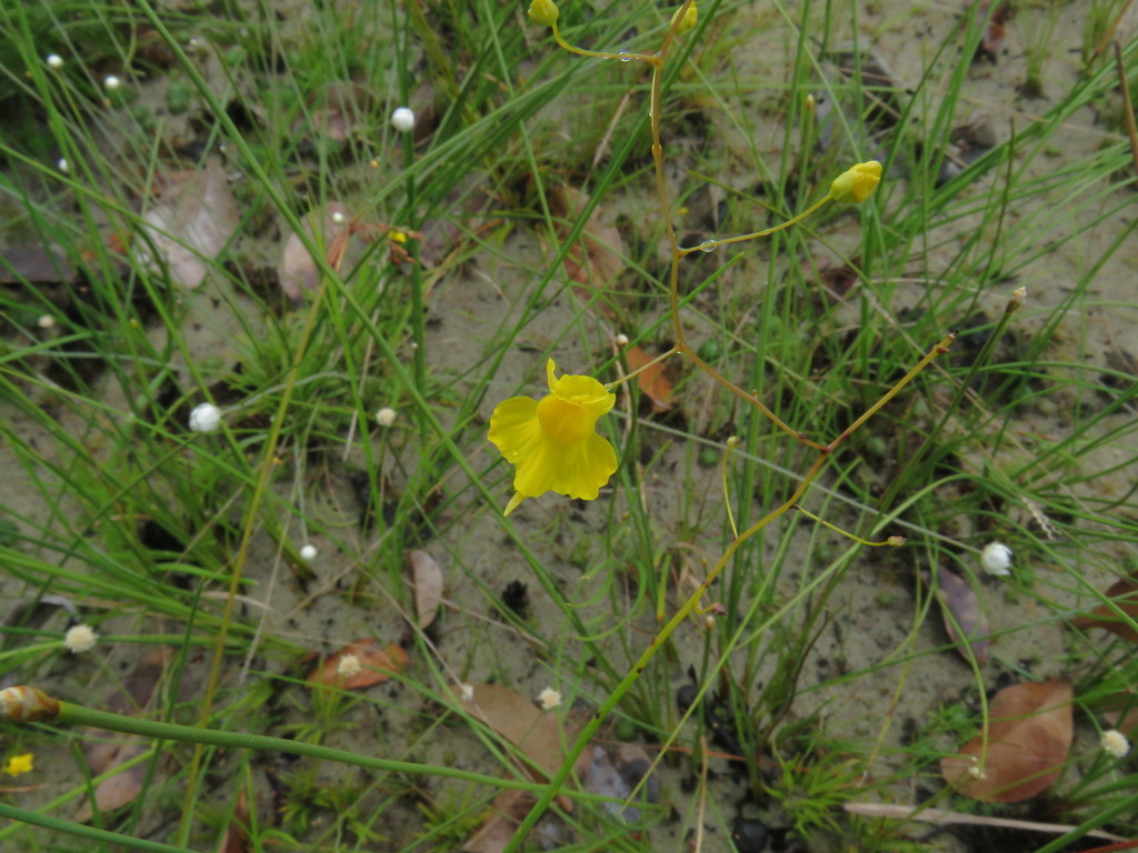 Utricularia nervosa