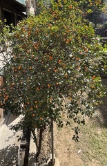 Citrus × microcarpa