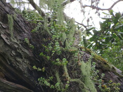 Crassula rupestris rupestris