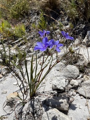 Aristea juncifolia
