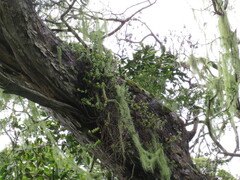 Crassula rupestris rupestris