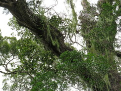 Crassula rupestris rupestris