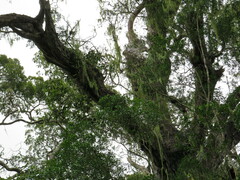 Crassula rupestris rupestris