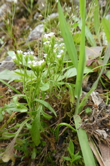 Centranthus calcitrapae