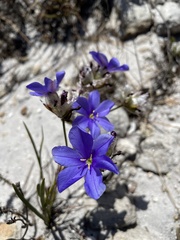 Aristea juncifolia