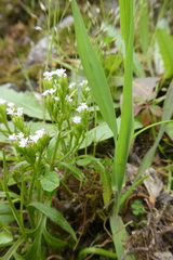 Centranthus calcitrapae