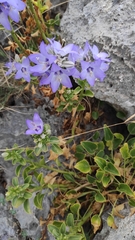 Campanula versicolor