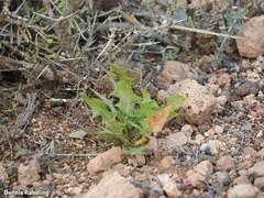 Sonchus pinnatifidus