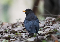 Turdus cardis