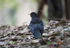 Turdus cardis