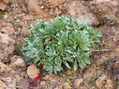 Asteriscus intermedius