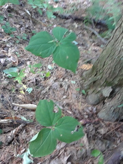 Trillium undulatum