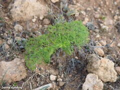 Ferula lancerotensis