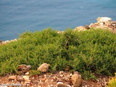 Salsola divaricata