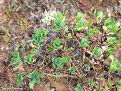 Argyranthemum maderense