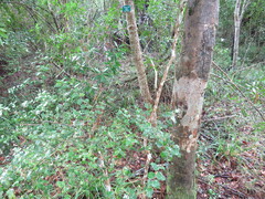 Dovyalis rhamnoides