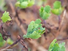 Argyranthemum maderense