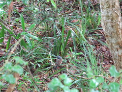 Batis capensis capensis