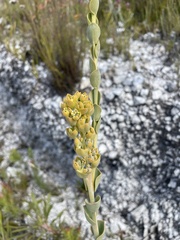 Thesium euphorbioides