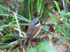 Batis capensis capensis