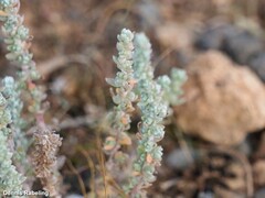 Bassia tomentosa