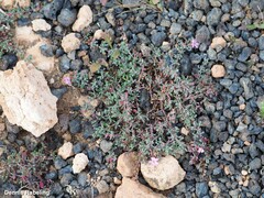 Frankenia pulverulenta