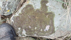 Anaptychia runcinata
