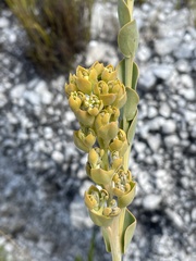 Thesium euphorbioides