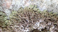 Anaptychia runcinata