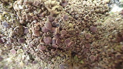 Anaptychia runcinata
