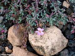 Frankenia pulverulenta
