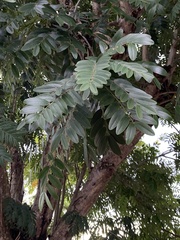 Senna siamea