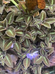 Episcia lilacina